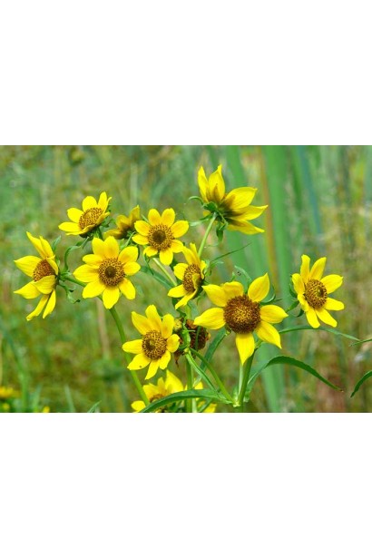 Bidens
